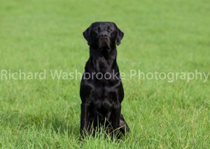 Riverlily Working Dogs  5th September 2014
