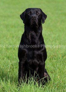 Riverlily Working Dogs  5th September 2014