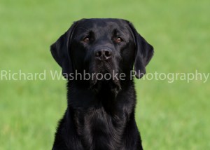 Riverlily Working Dogs  5th September 2014