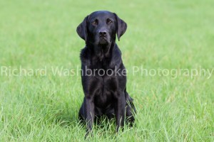 Riverlily Working Dogs  5th September 2014