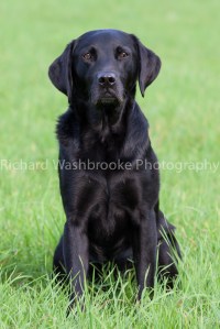 Riverlily Working Dogs  5th September 2014