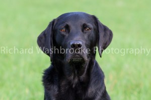 Riverlily Working Dogs  5th September 2014