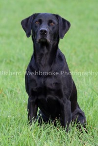 Riverlily Working Dogs  5th September 2014
