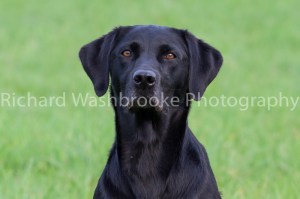 Riverlily Working Dogs  5th September 2014