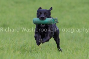 Riverlily Working Dogs  5th September 2014