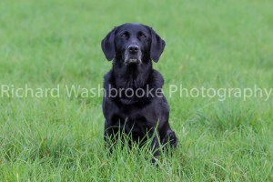 Riverlily Working Dogs  5th September 2014