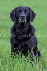 Riverlily Working Dogs  5th September 2014