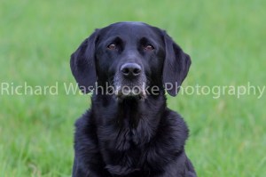 Riverlily Working Dogs  5th September 2014