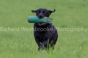 Riverlily Working Dogs  5th September 2014
