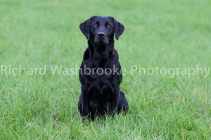 Riverlily Working Dogs  5th September 2014