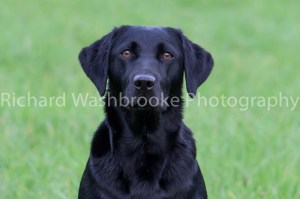 Riverlily Working Dogs  5th September 2014