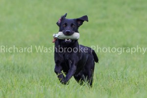 Riverlily Working Dogs  5th September 2014