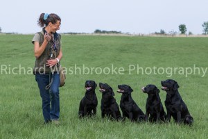 Riverlily Working Dogs  5th September 2014