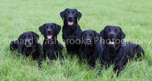 Riverlily Working Dogs  5th September 2014