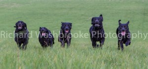 Riverlily Working Dogs  5th September 2014