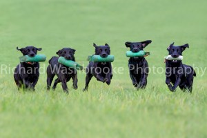 Riverlily Working Dogs  5th September 2014